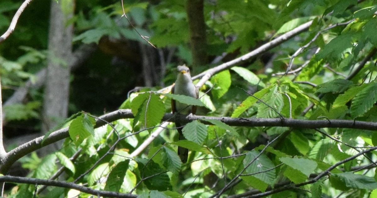 Cuclillo Piquigualdo - ML111038381