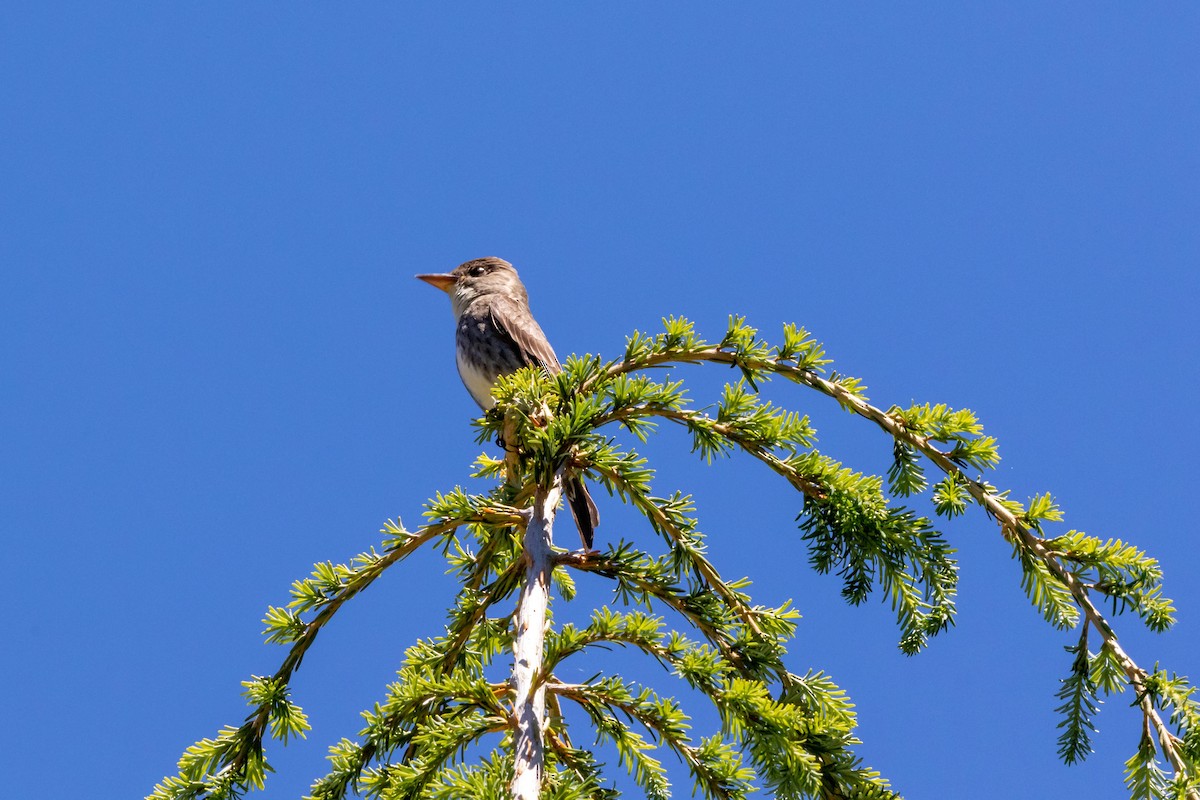 Olive-sided Flycatcher - Nancy & Bill LaFramboise