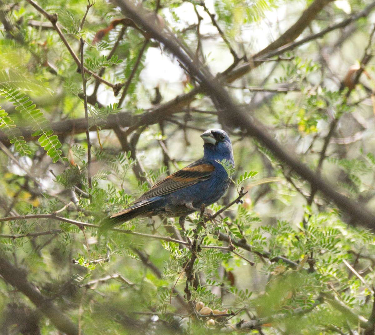 Blue Grosbeak - Jason Huestis