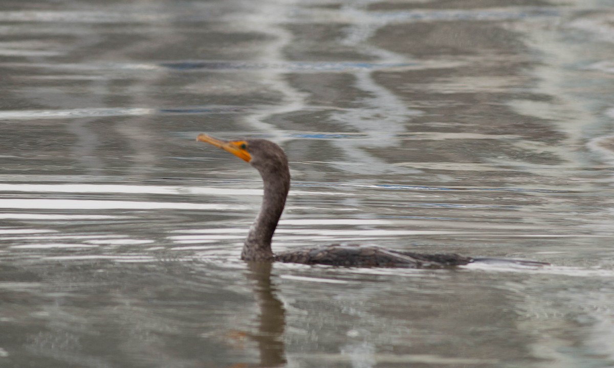 Double-crested Cormorant - Paul Fenwick