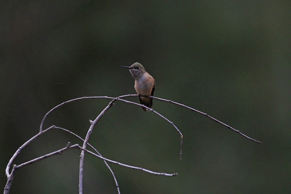rødkolibri - ML111043931
