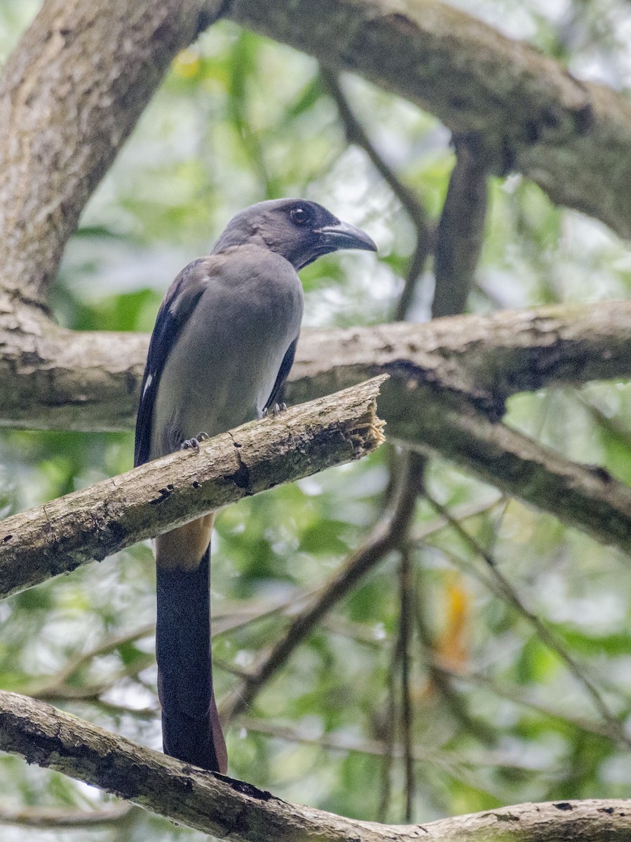 Gray Treepie - ML111044351