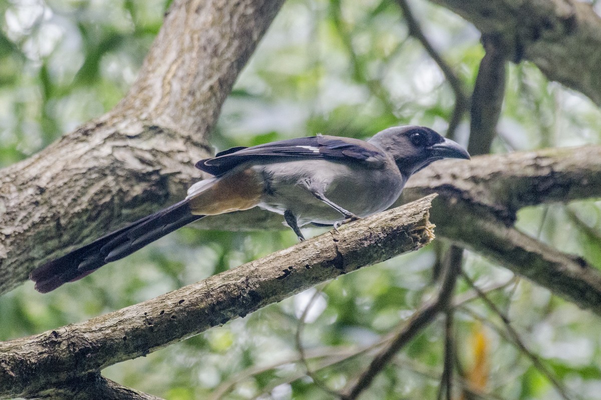 Gray Treepie - ML111044381