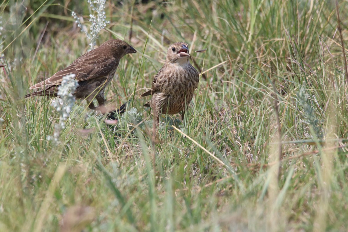 Brown-headed Cowbird - ML111044671