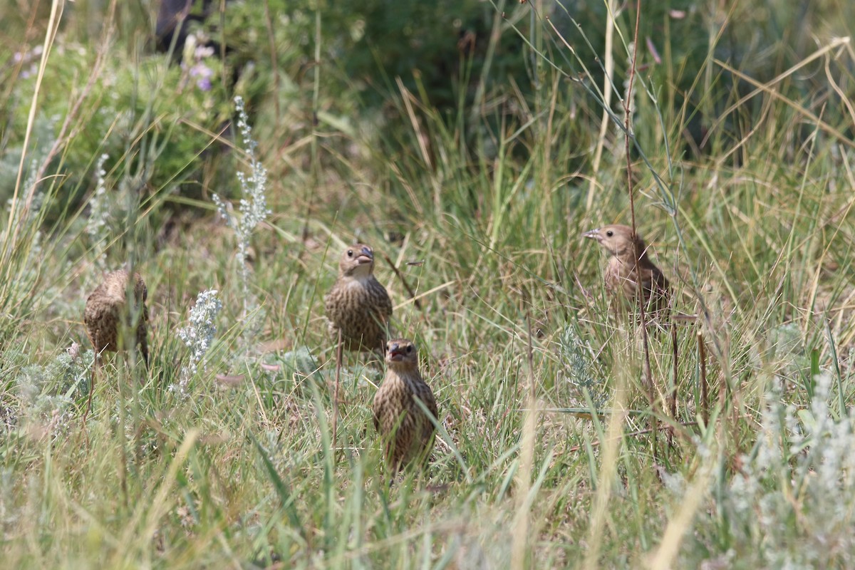Brown-headed Cowbird - ML111044681