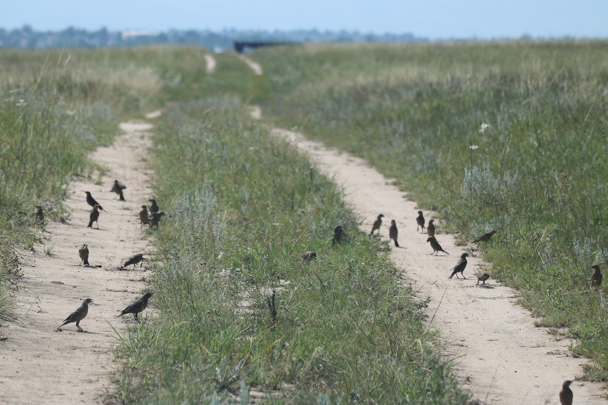 Brown-headed Cowbird - ML111044701