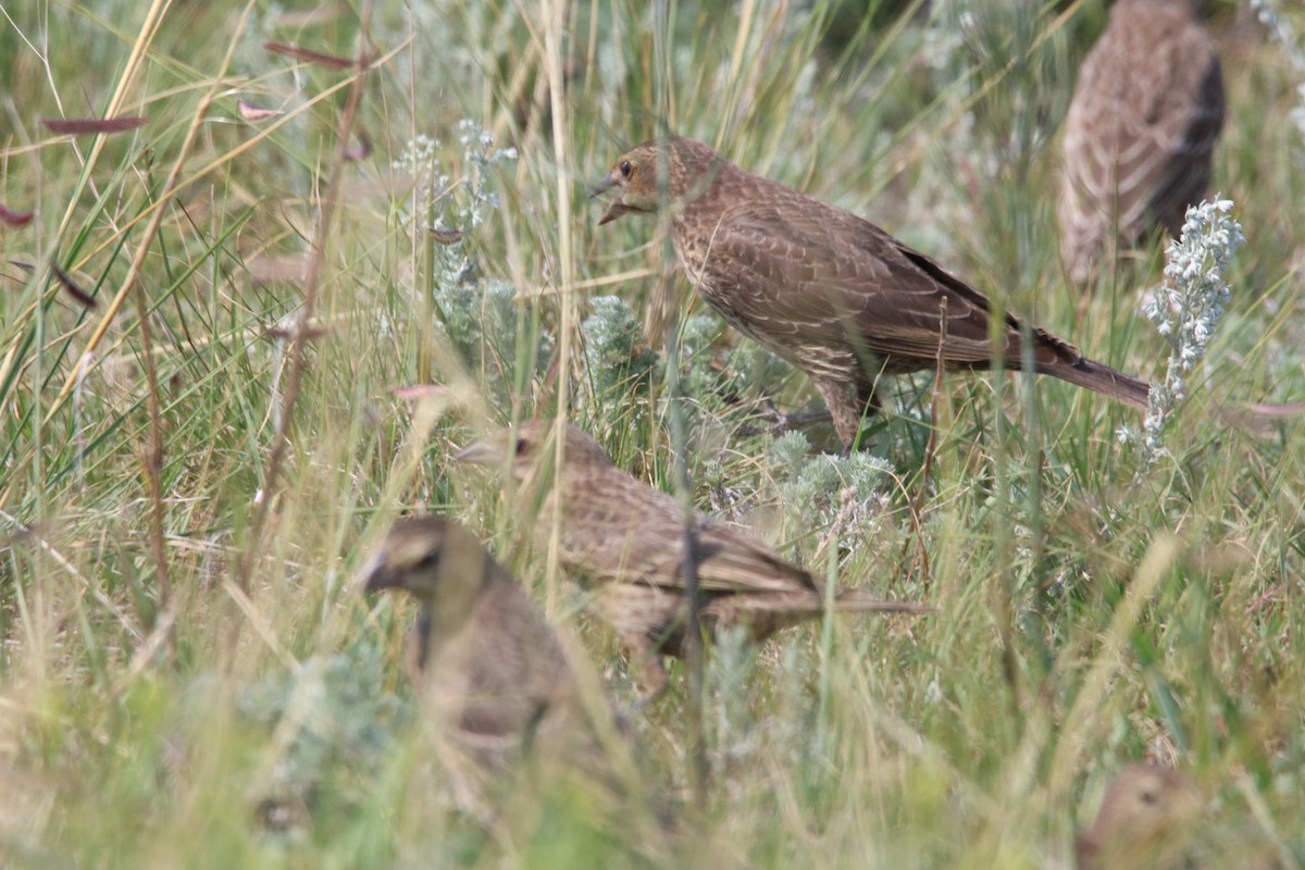 Brown-headed Cowbird - ML111044711