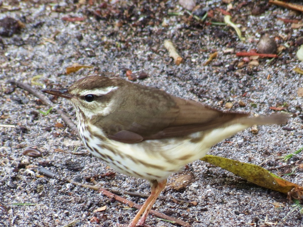 Louisiana Waterthrush - Nancy & Bill LaFramboise
