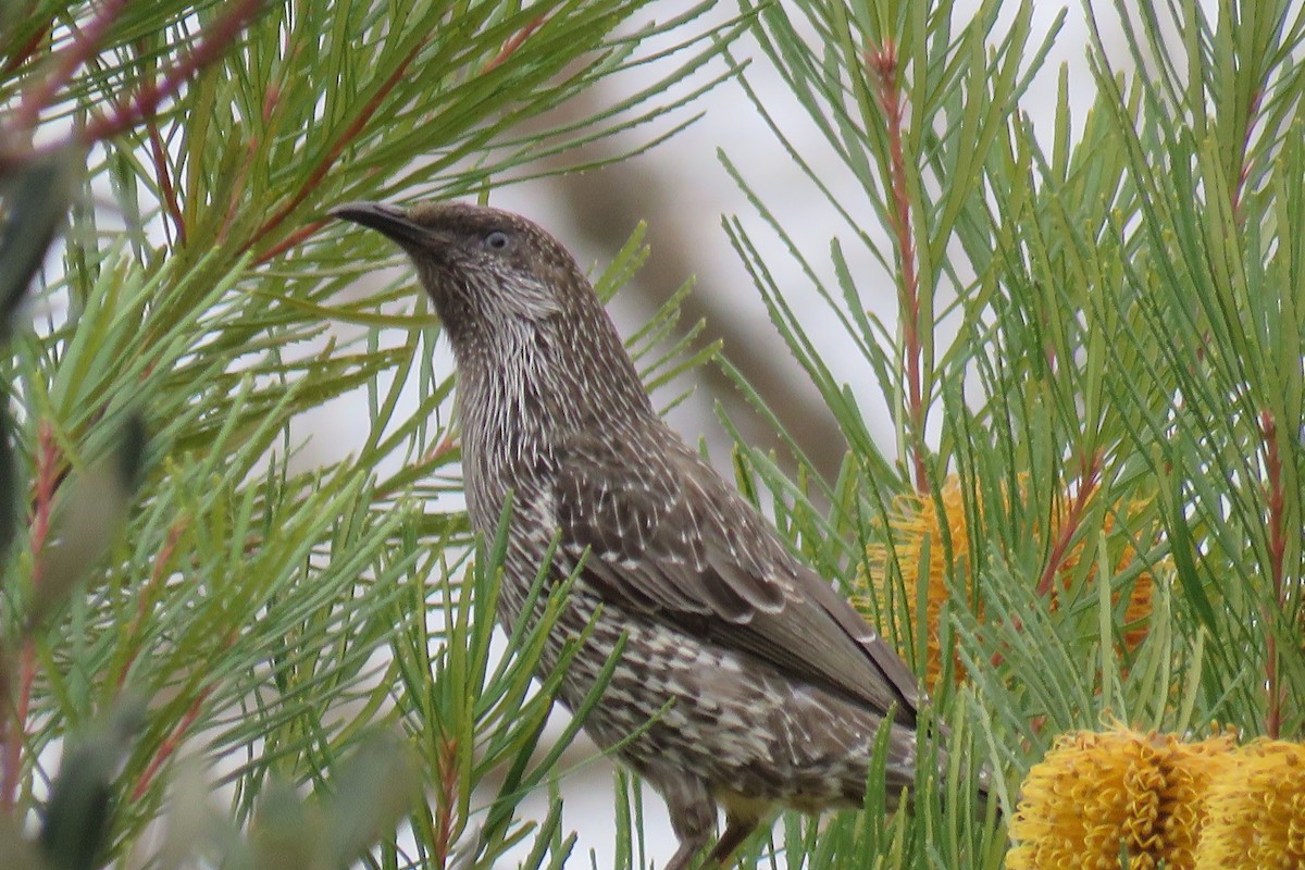 Little Wattlebird - ML111050501