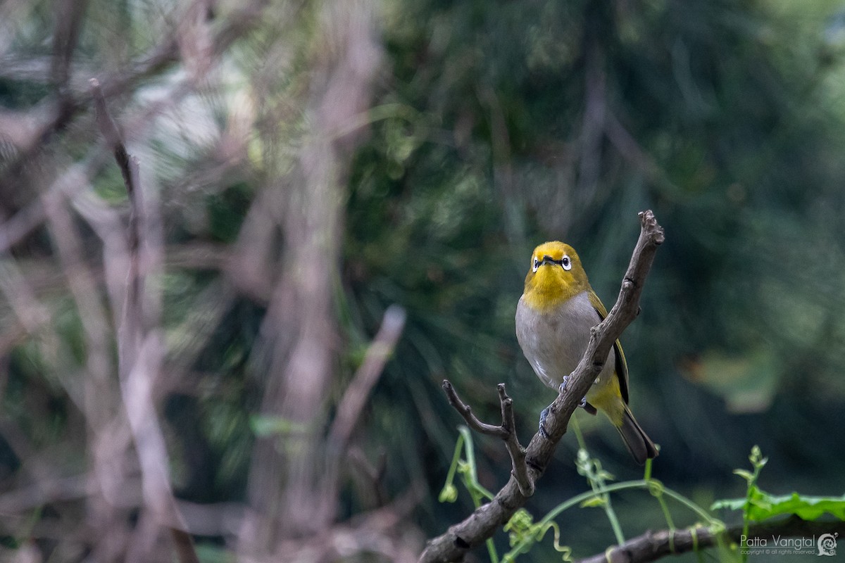 Heuglin's White-eye - Pattaraporn Vangtal