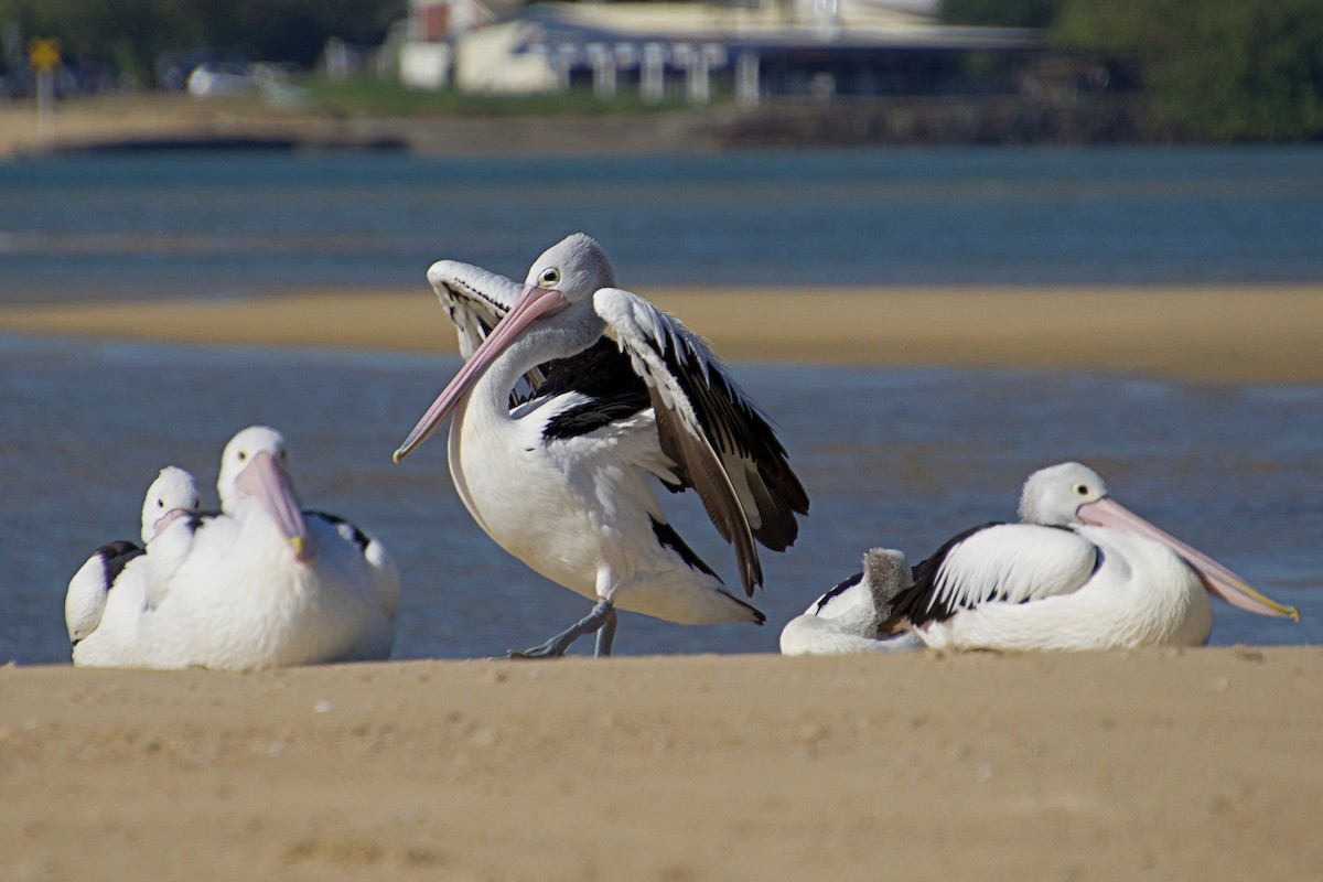 Australian Pelican - ML111054701