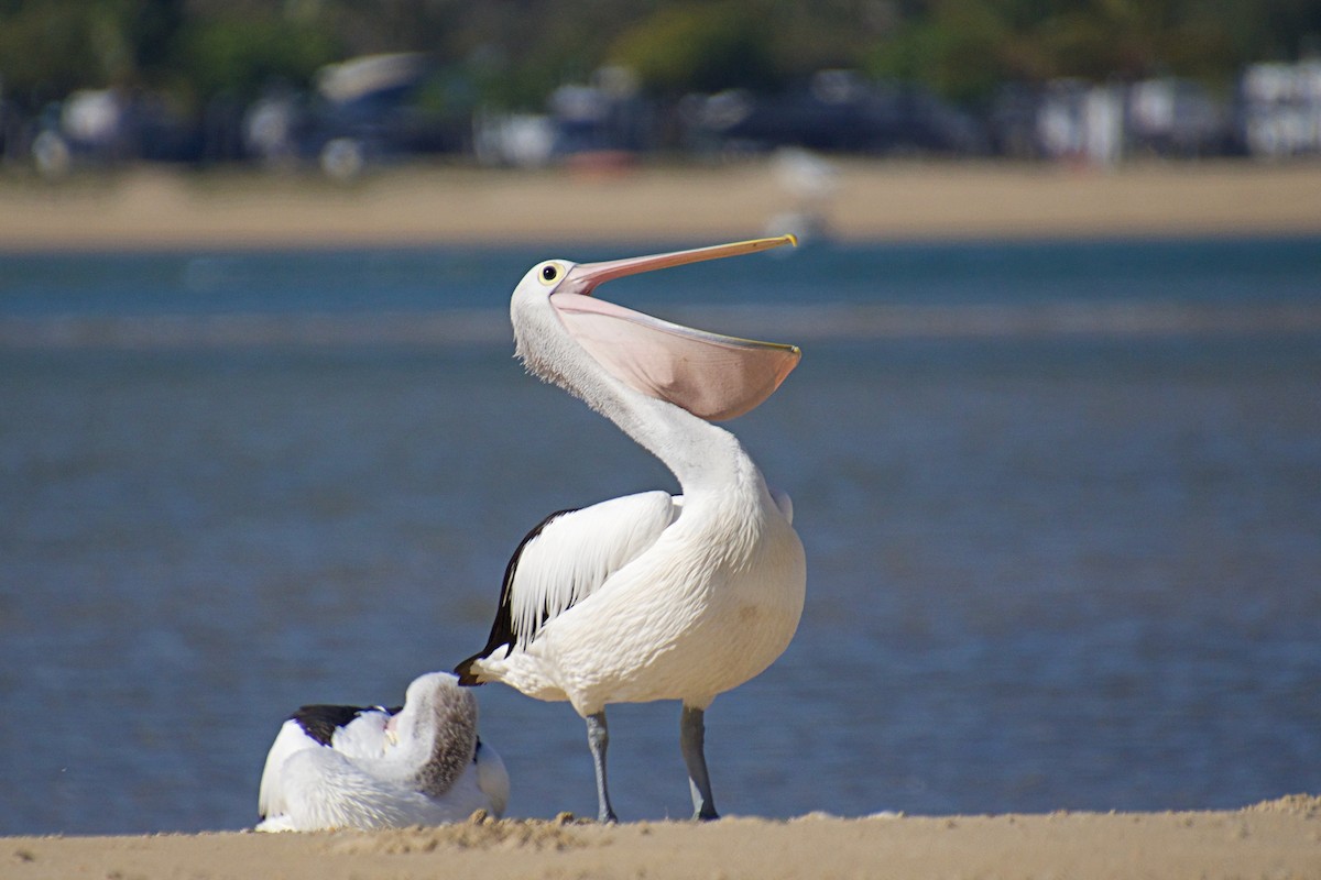 Australian Pelican - Gillie Matthew
