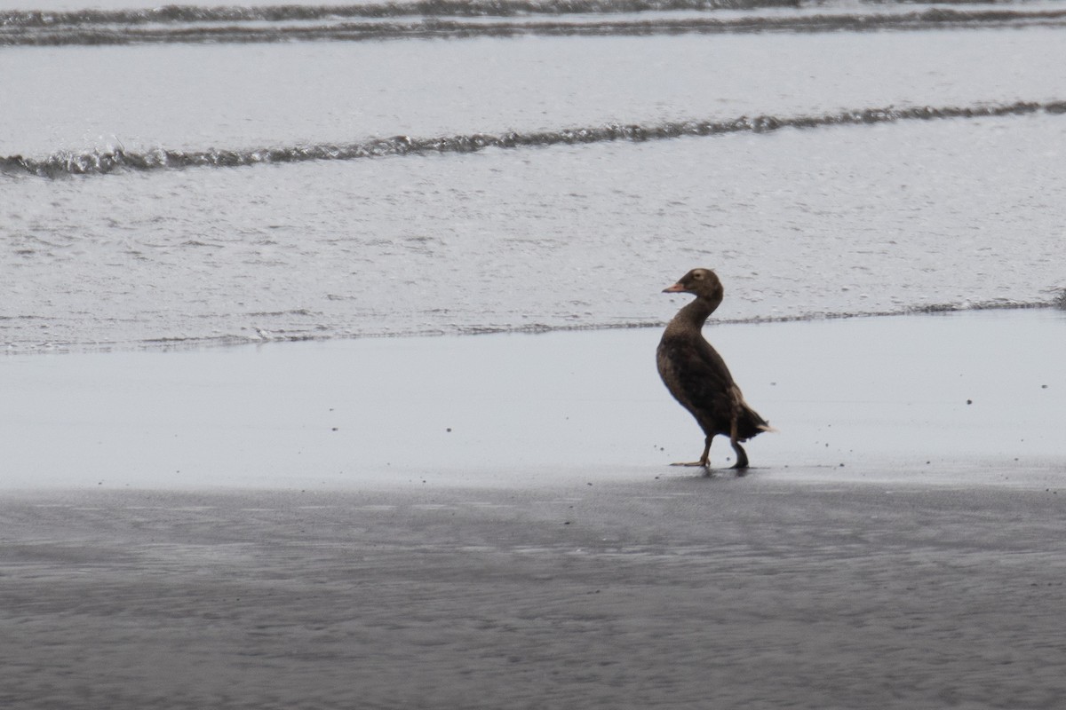 Eiderra sp. - ML111055031