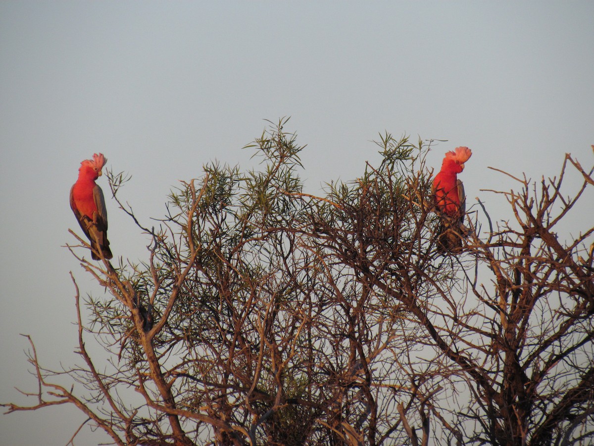 rosenkakadu - ML111055291