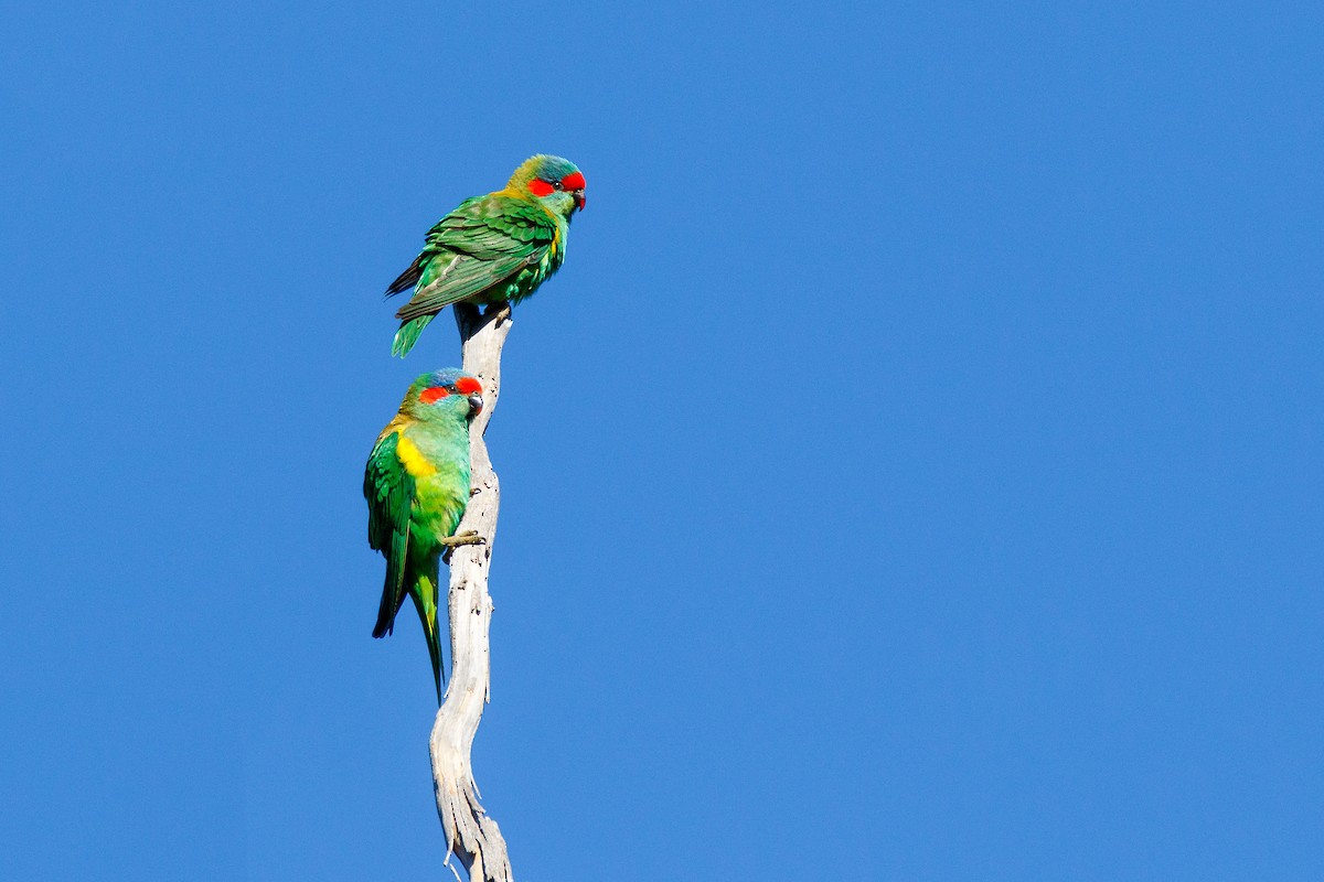 Musk Lorikeet - Steven Pratt