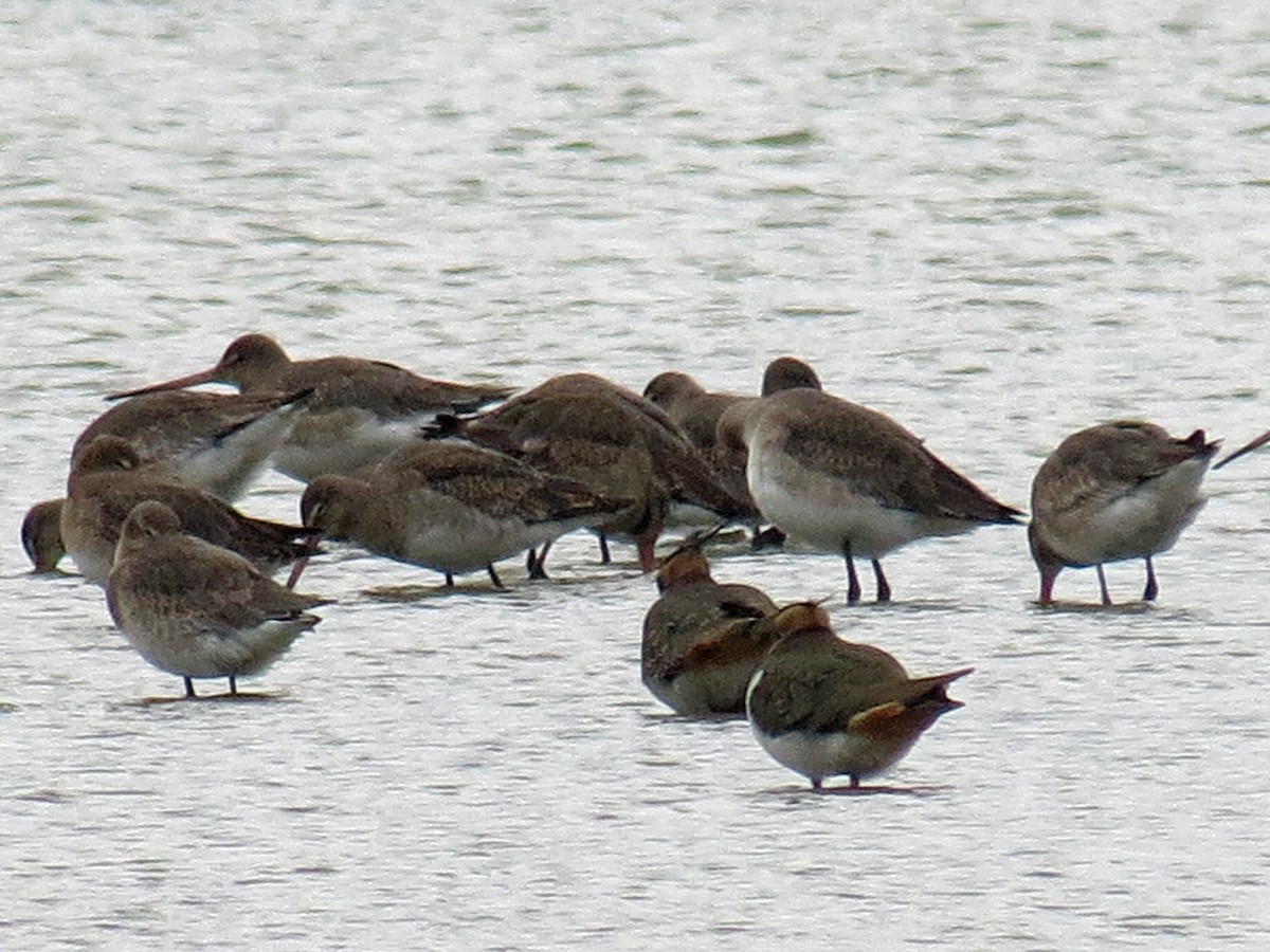 Black-tailed Godwit - Simon Bradfield