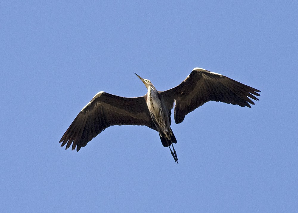 Pacific Heron - ML111056691