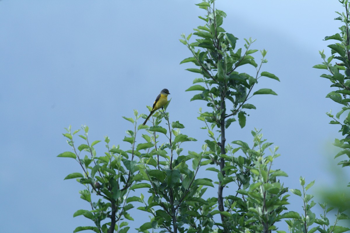 Long-tailed Minivet - ML111057781