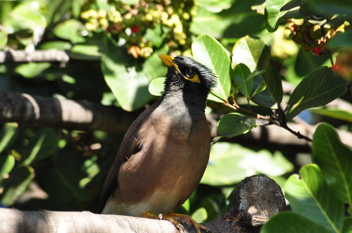 Common Myna - ML111058221