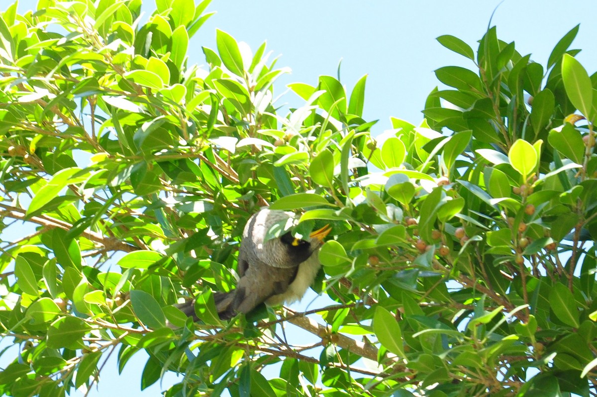 Noisy Miner - ML111058271