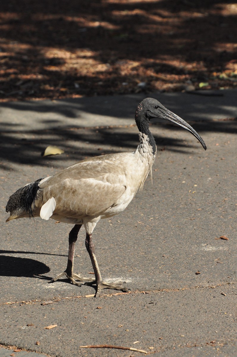 Ibis à cou noir - ML111058401