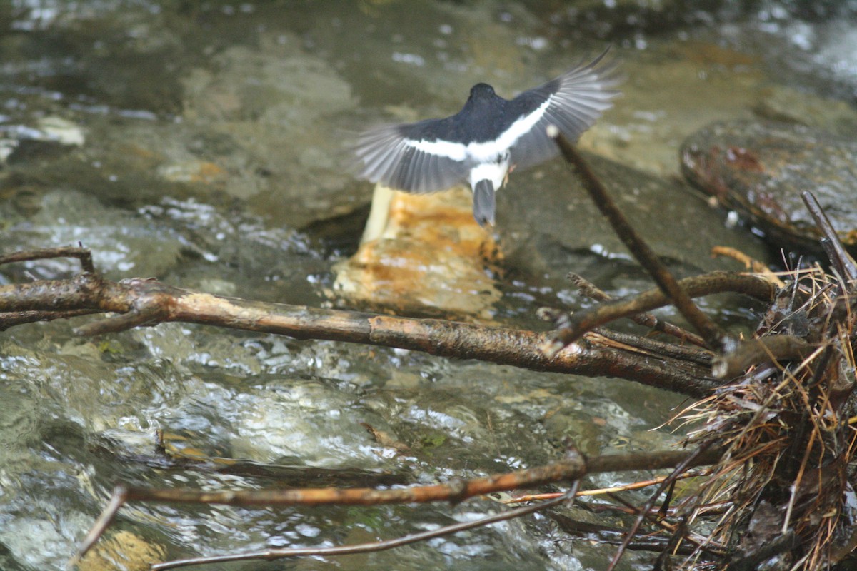 Little Forktail - ML111058431