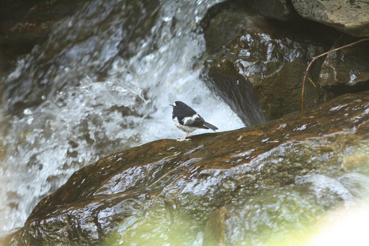 Little Forktail - ML111058471