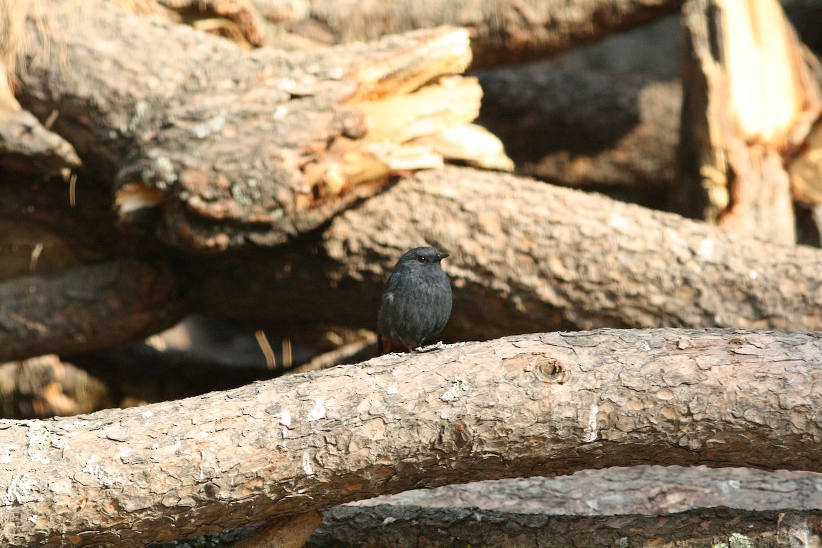 Plumbeous Redstart - ML111058521