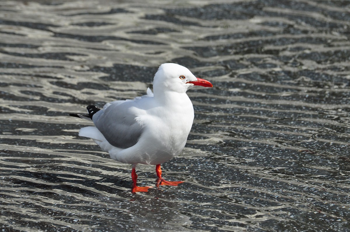 Silver Gull (Silver) - Ann Saetnan