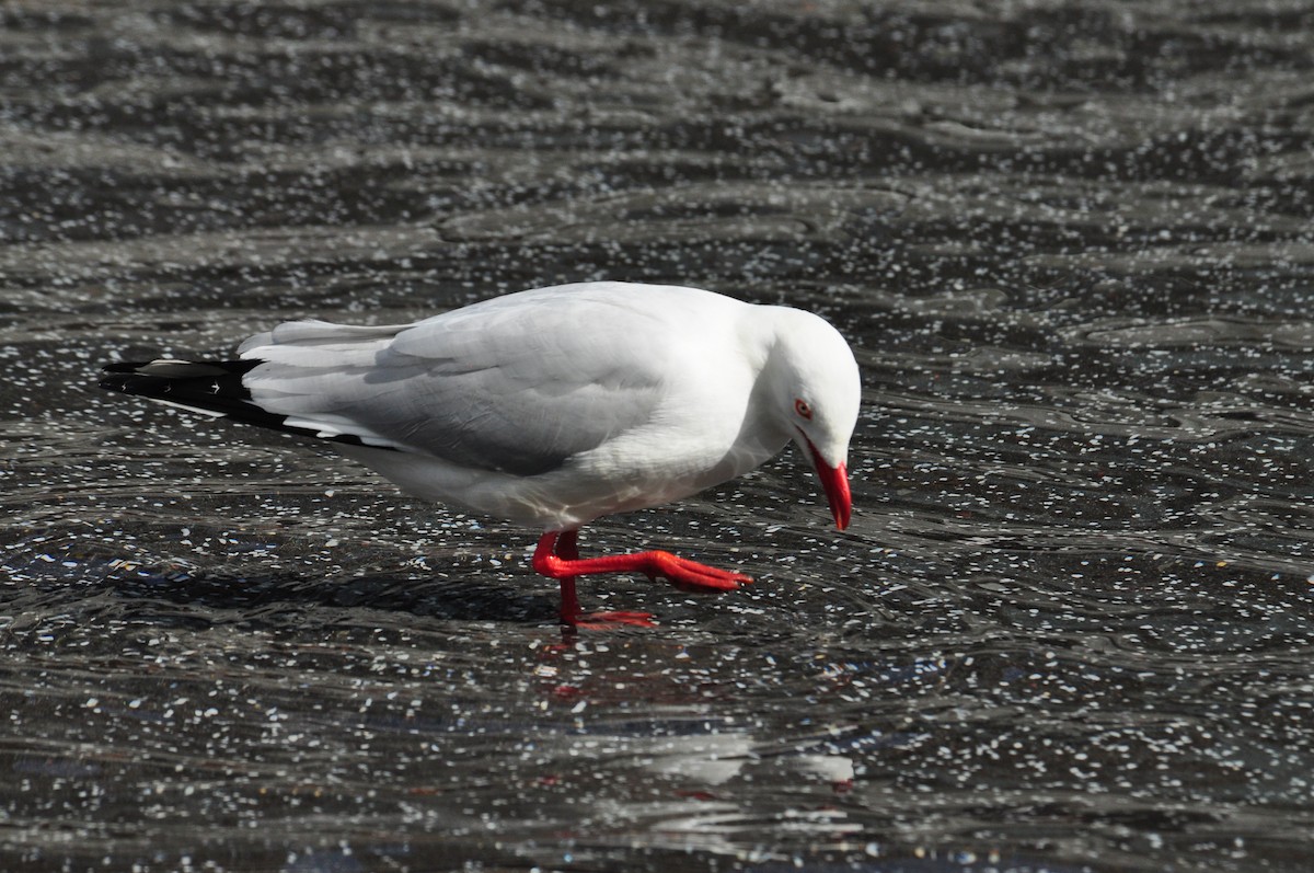 Mouette argentée (novaehollandiae/forsteri) - ML111058591