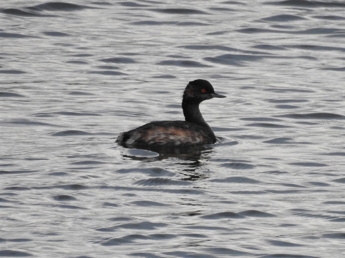 Eared Grebe - Eugenio Collado