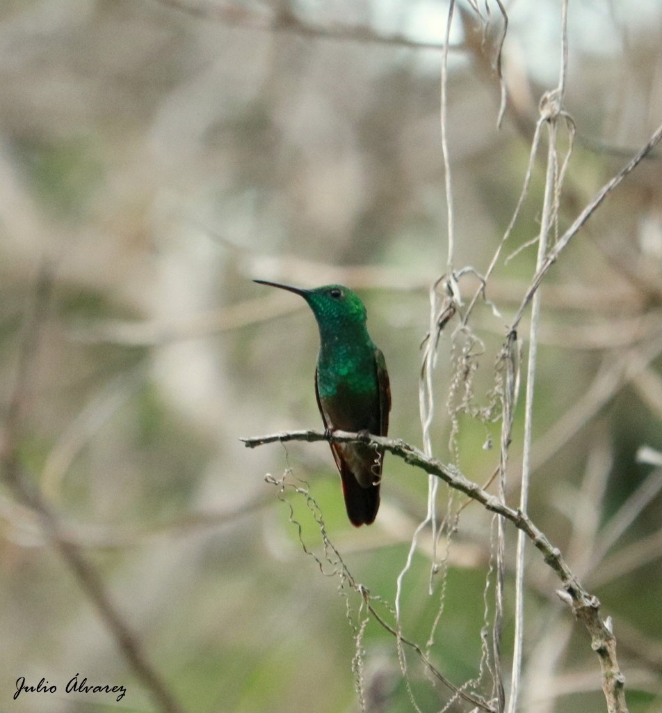kolibřík mexický - ML111059021