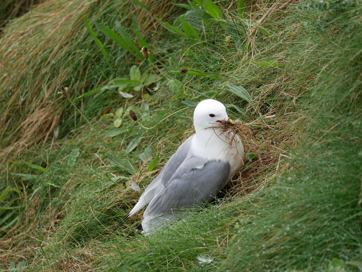 Mouette tridactyle - ML111059811