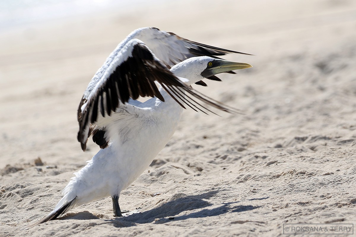 Masked Booby - ML111059941