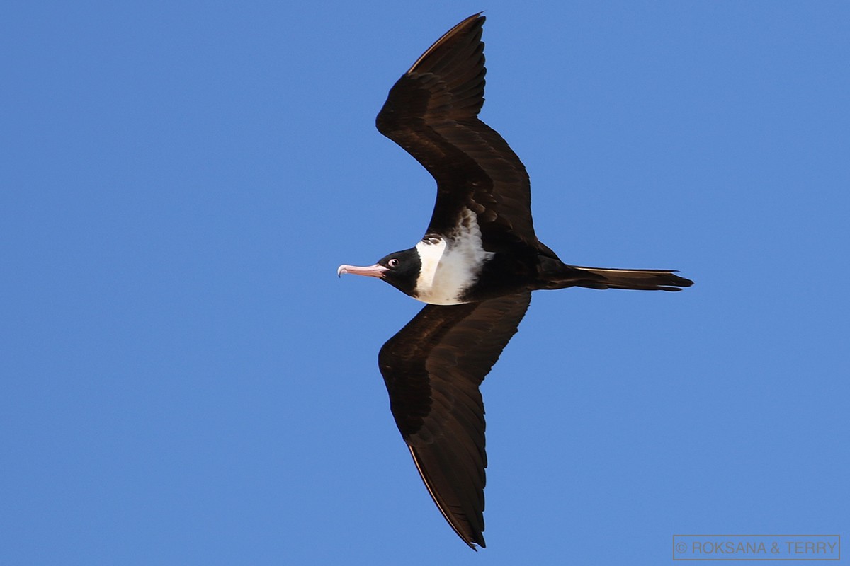 Lesser Frigatebird - Roksana and Terry