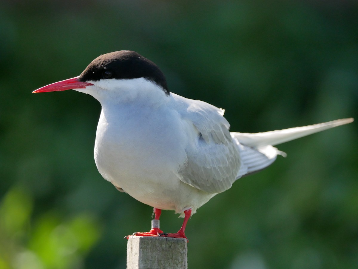 Arctic Tern - ML111060241