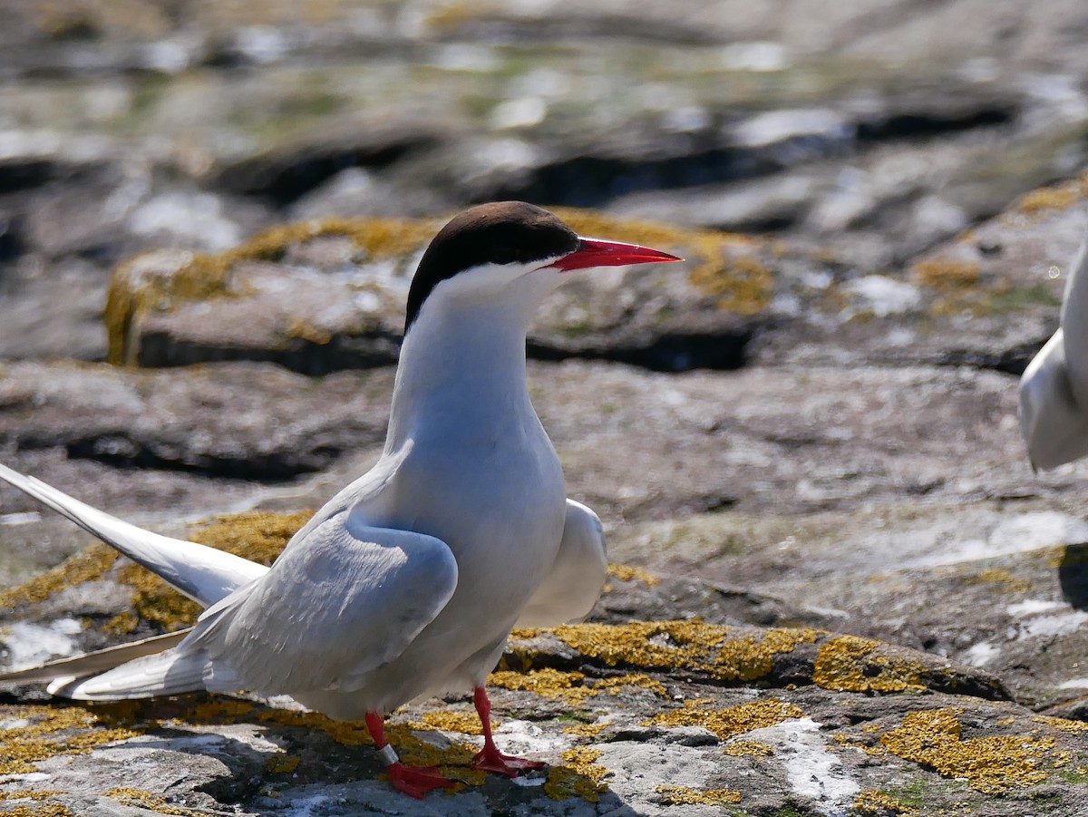 Arctic Tern - ML111060261