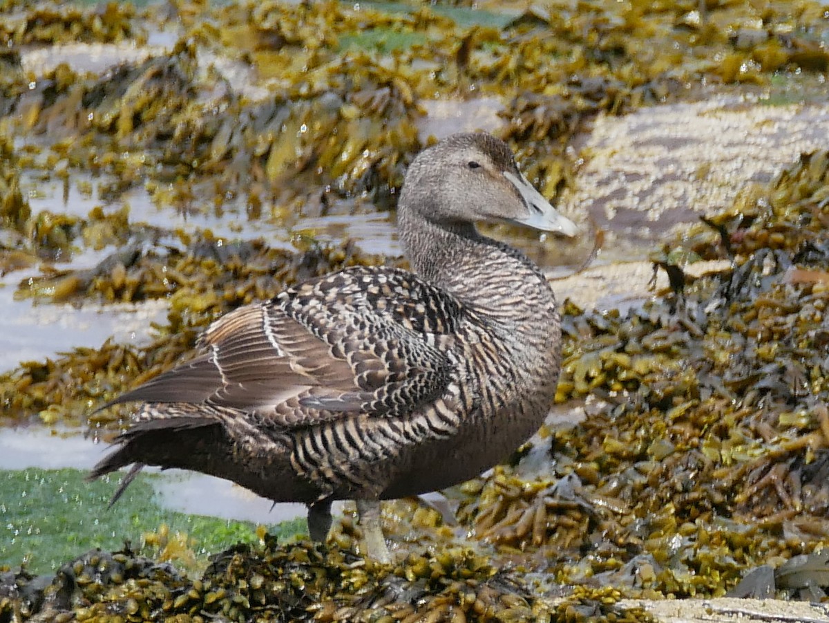 Common Eider - ML111060491