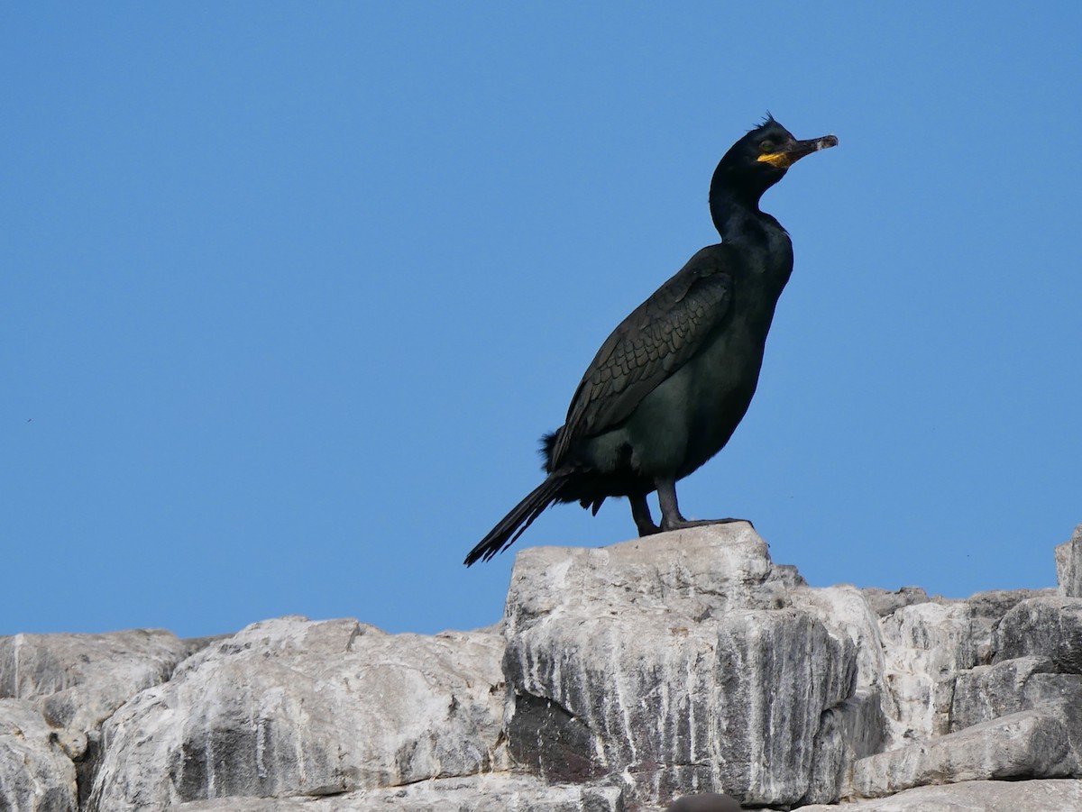 European Shag - Jackie  edwards