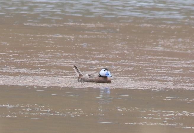 White-headed Duck - ML111062941