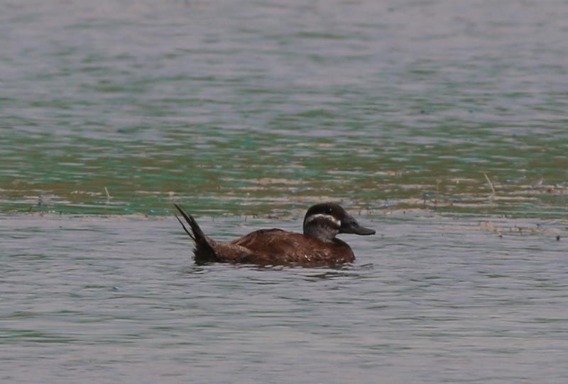 White-headed Duck - Fishing Cat