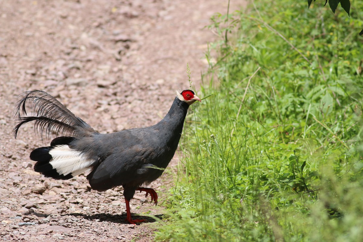 Blue Eared-Pheasant - ML111063781