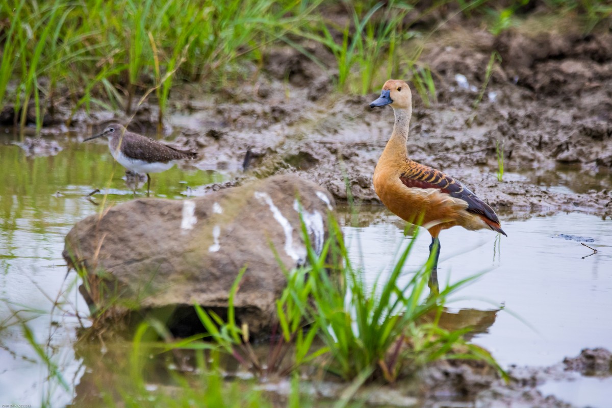 Lesser Whistling-Duck - Indranil Bhattacharjee