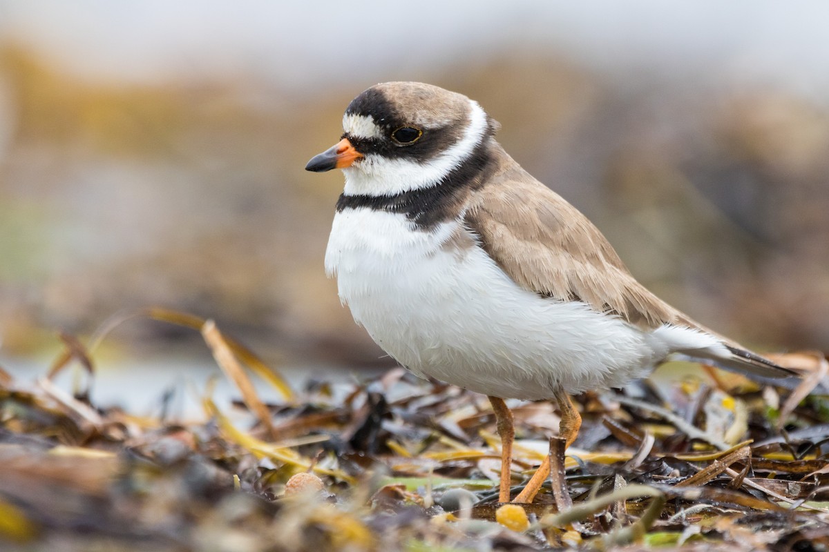 Semipalmated Plover - Steven McGrath