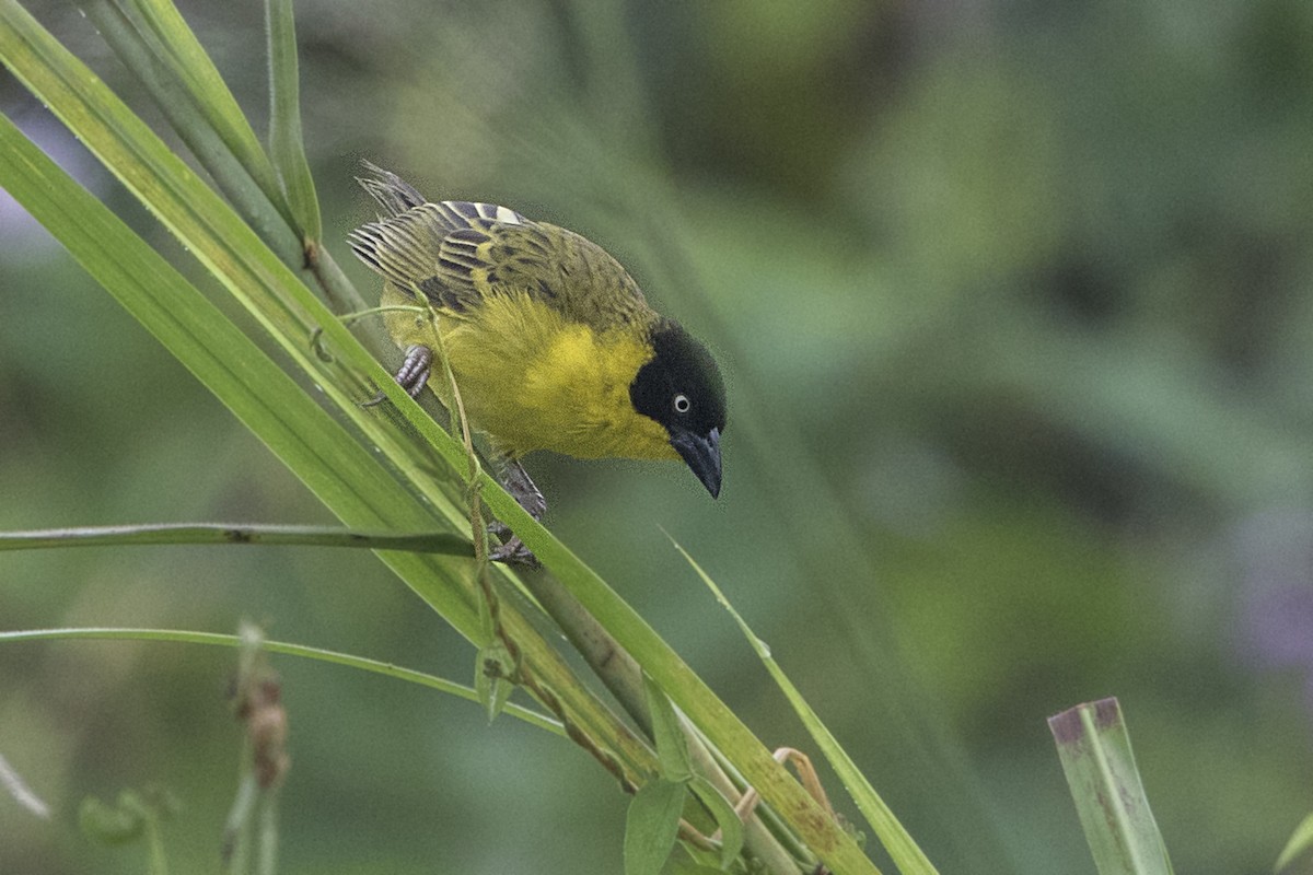 Baglafecht Weaver - ML111067011