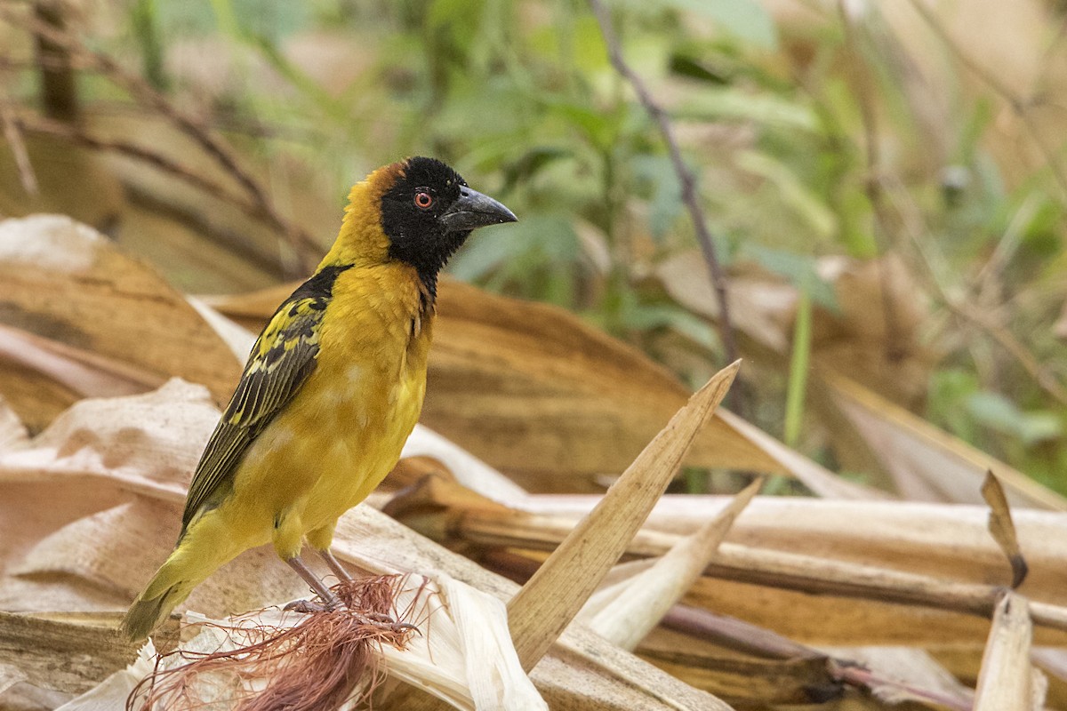 Village Weaver - Bradley Hacker 🦜