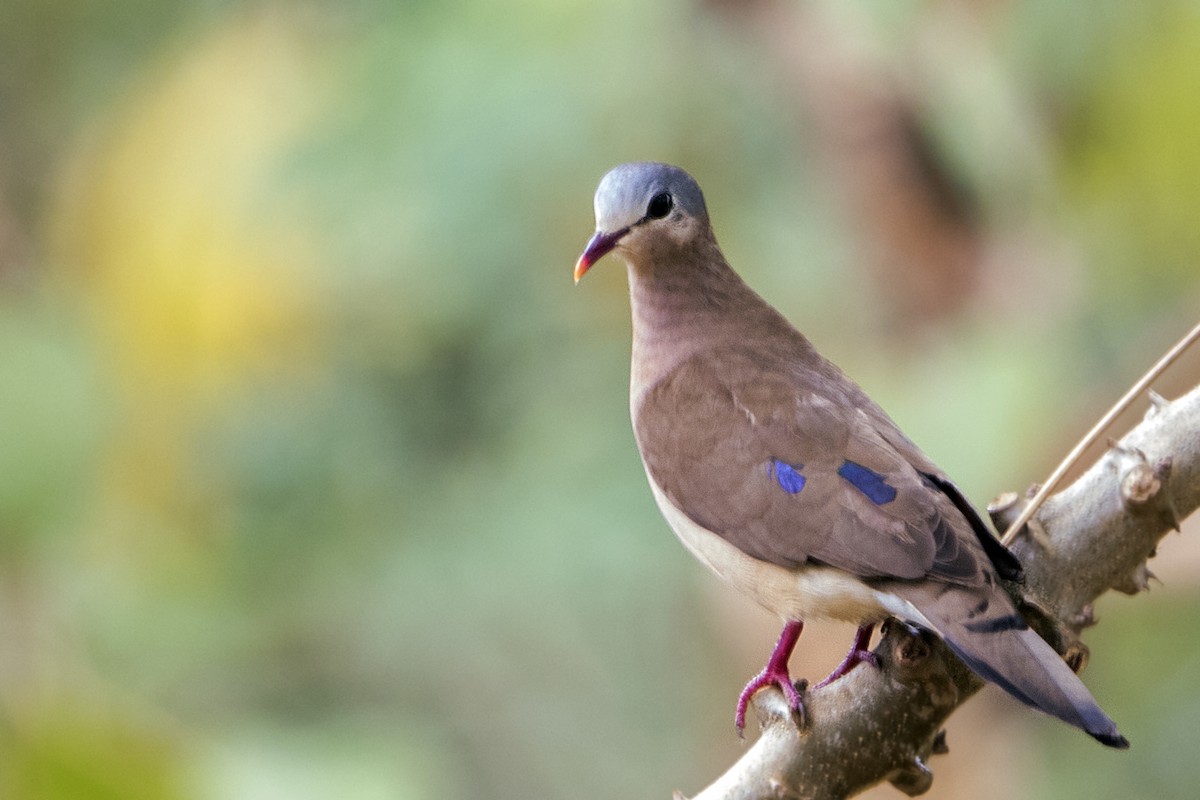 Blue-spotted Wood-Dove - Bradley Hacker 🦜