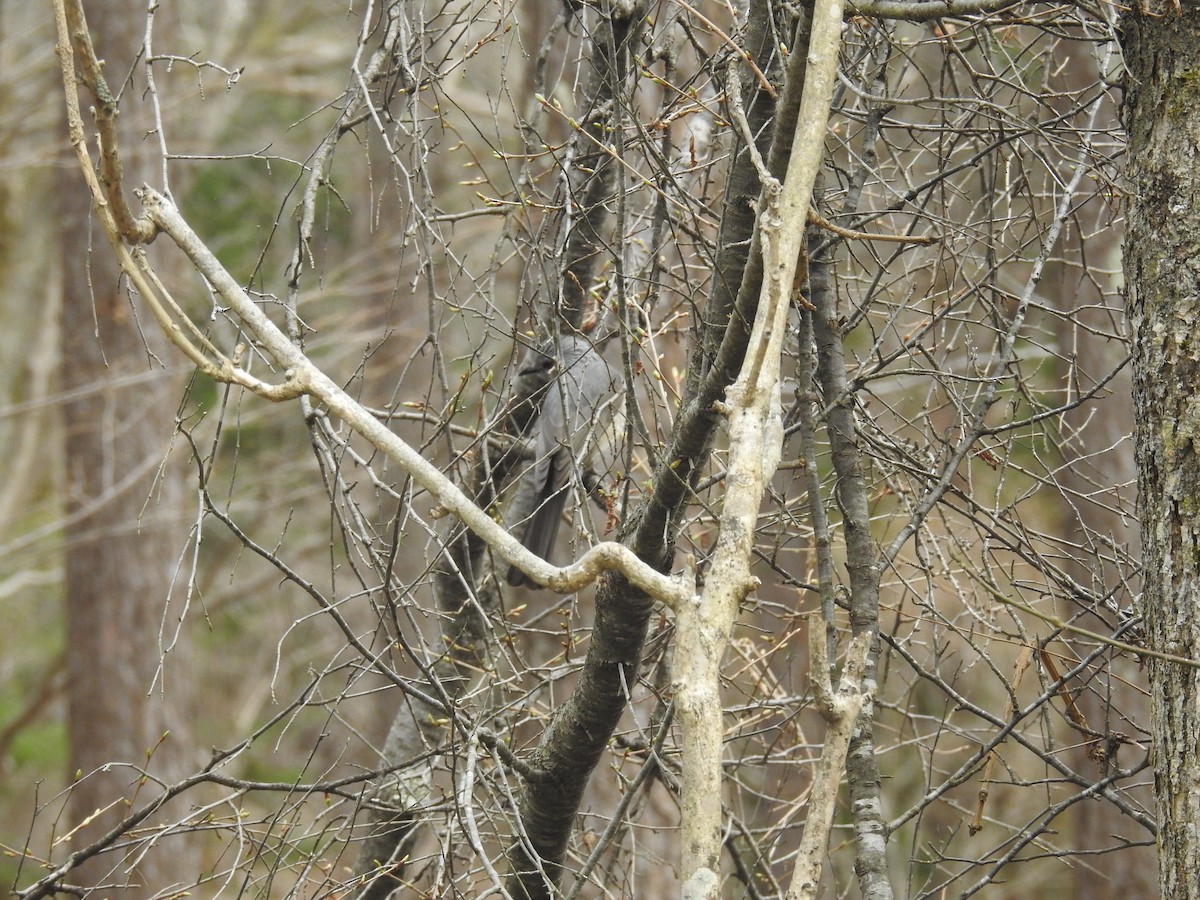 Brown-eared Bulbul - ML111067311