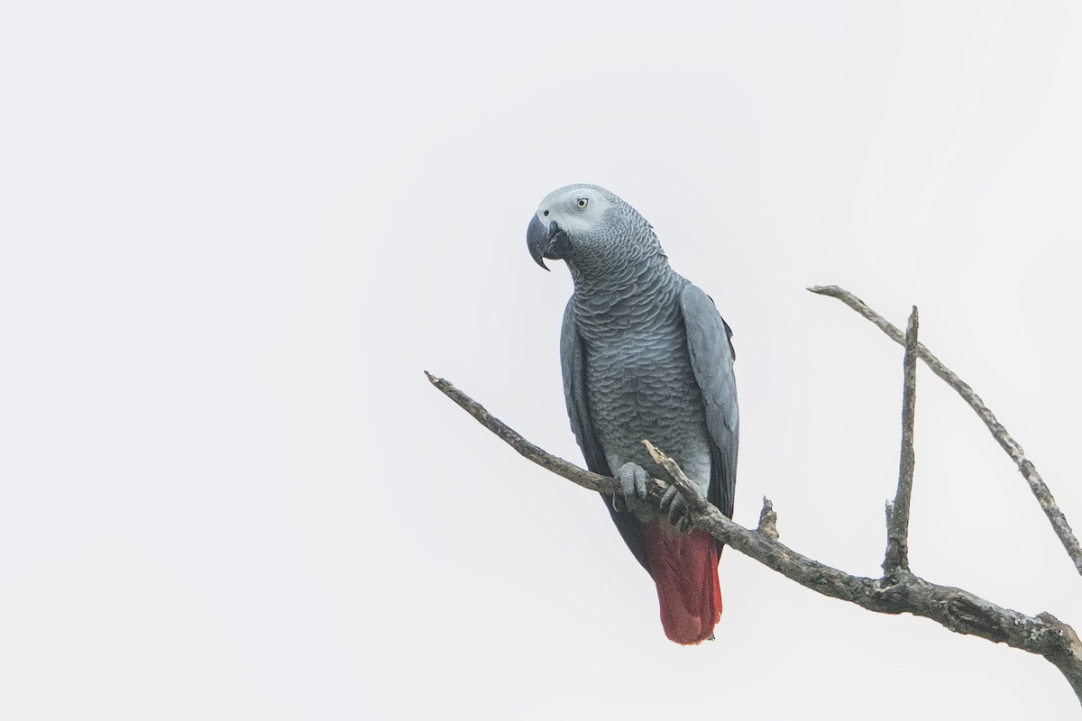 Gray Parrot - ML111067371