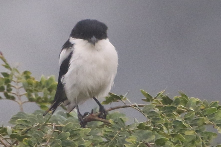 Northern Fiscal - Bradley Hacker 🦜